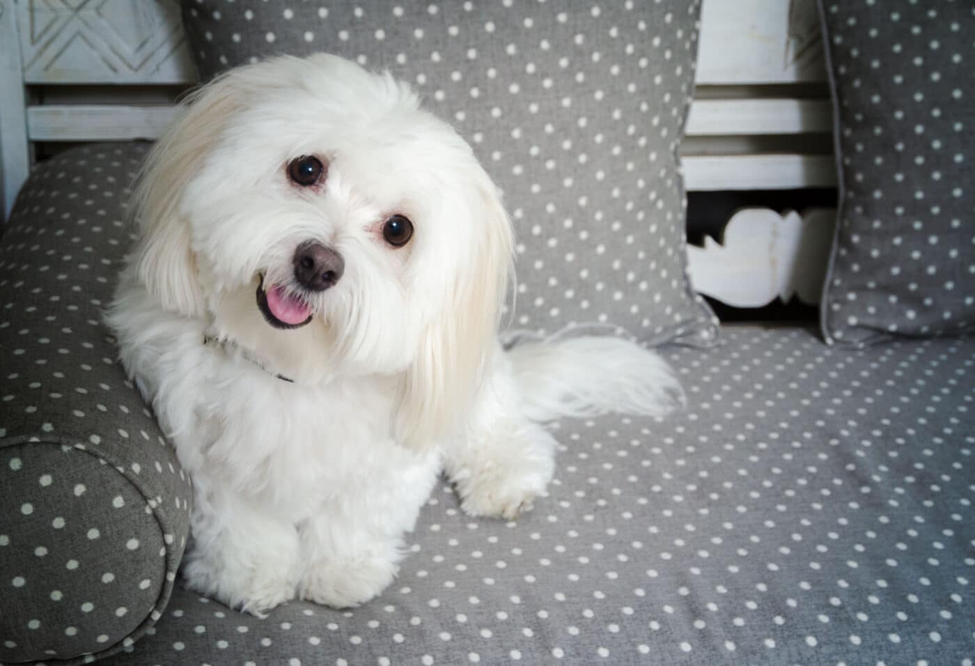 Coton de Tulear
