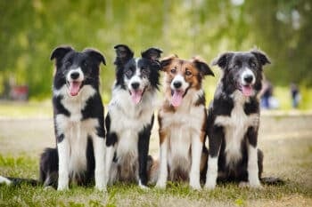 Love Border Collies? These 10 Breeds Offer Similar Brains and Energy
