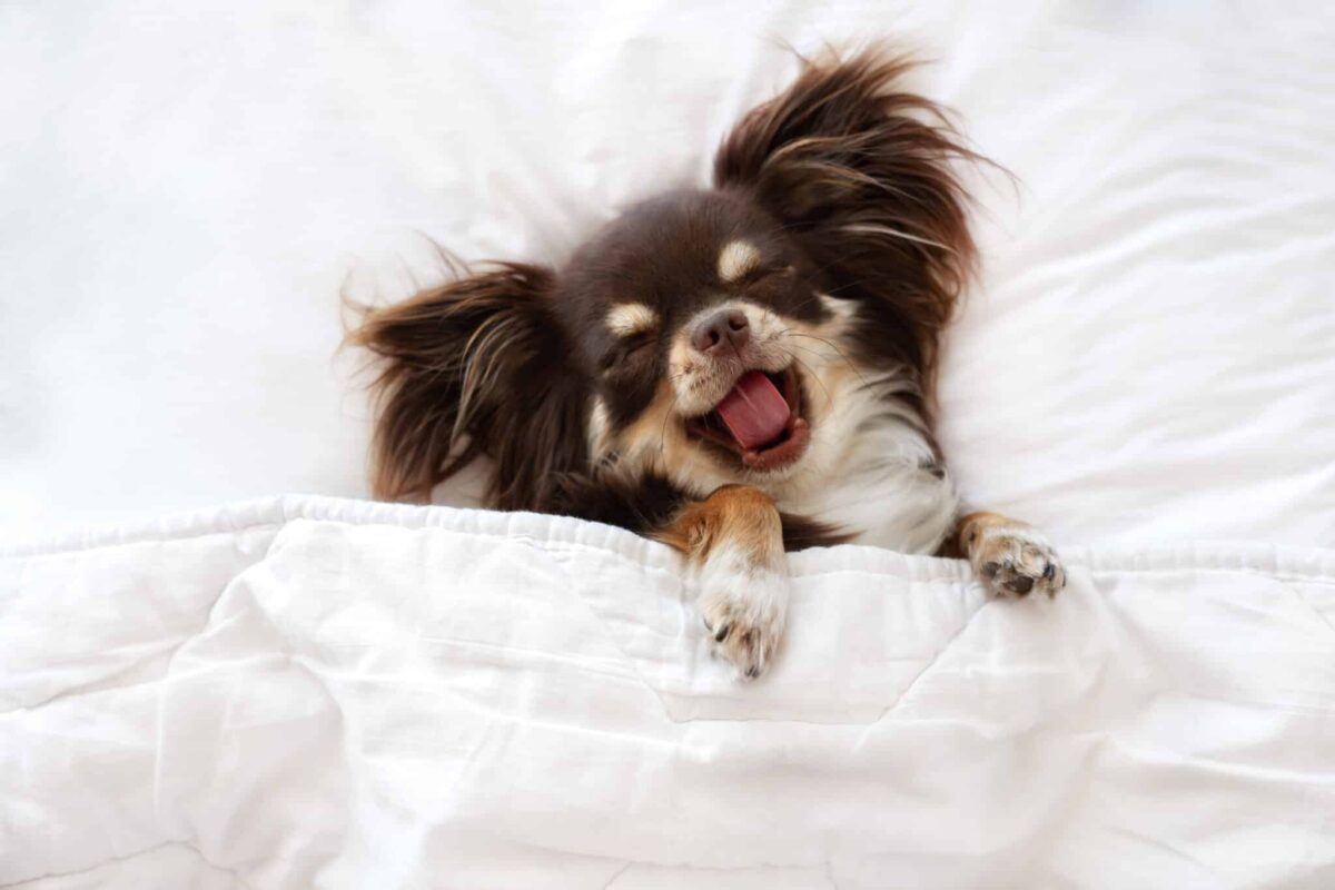 11 Canine Breeds With the Most Uncommon Sleeping Preparations