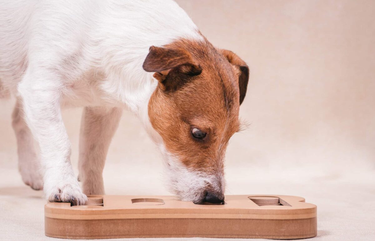 9 Dog Breeds With the Most Impressive Puzzle-Solving Abilities thumbnail