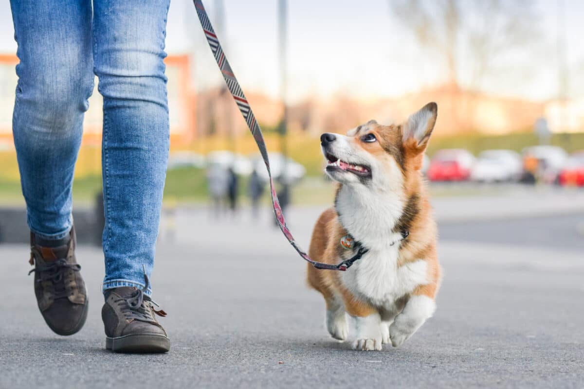 7 Signs Your Dog Considers You Alpha of the Pack