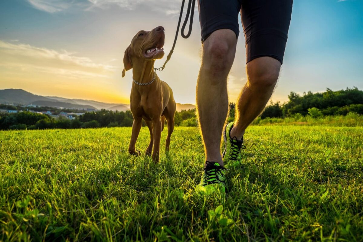 9 Signs Your Dog Is Trying To Turn You Into A Morning Jogger thumbnail