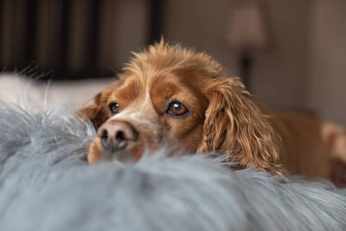 Indoor,Portrait,Of,A,Cocker,Spaniel,Laying,In,Bed,With