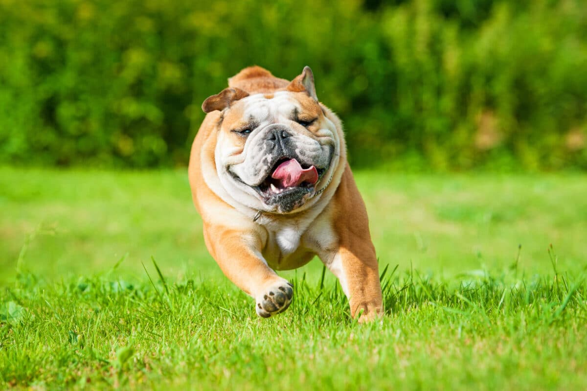 12 Dog Breeds That Are Adorably Clumsy And Awkward thumbnail