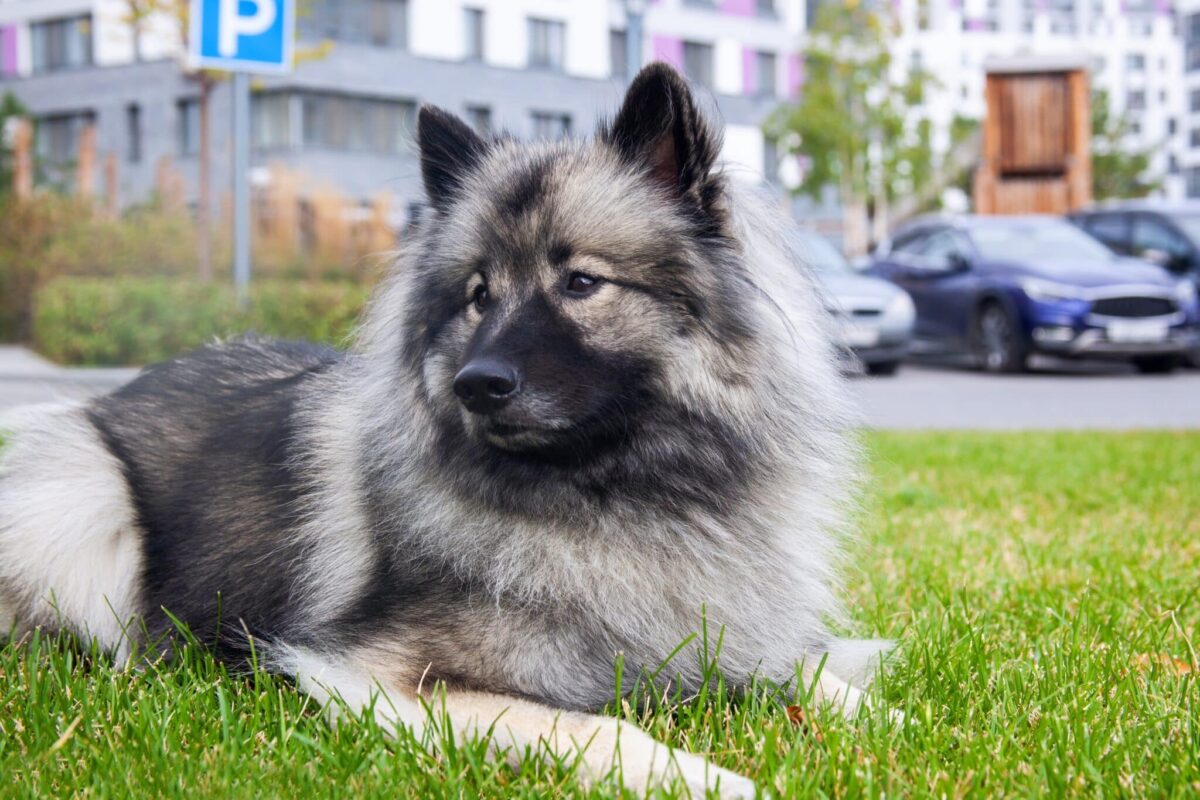 8 Lesser-Known Dog Breeds Perfect for City Living