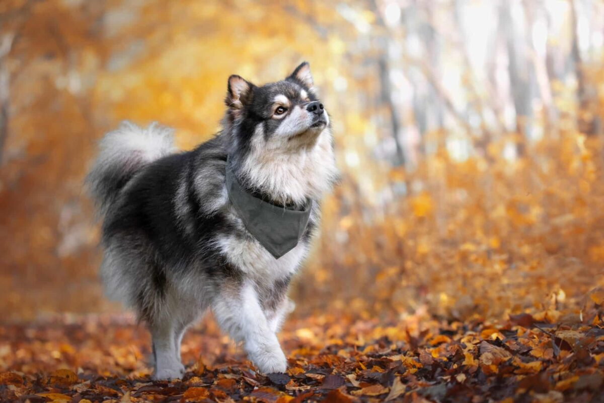 10 Lesser-Known Dog Breeds Who Are Extremely Friendly