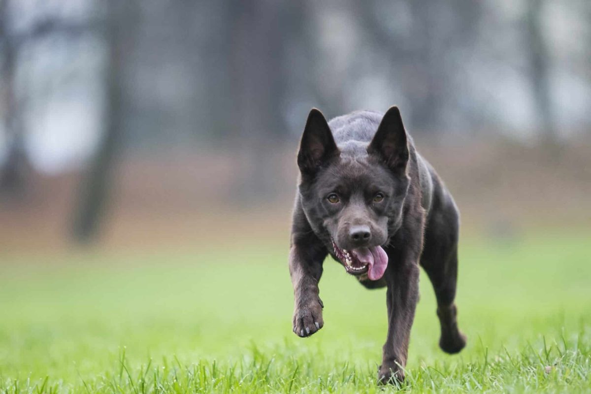Australian Kelpie leaping or running with alert expression, intense focus.