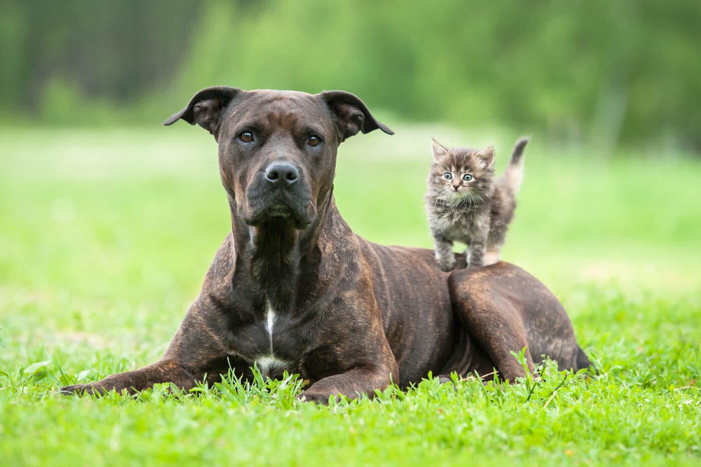 American Staffordshire Terrier
