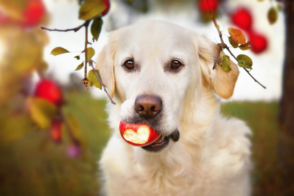 15 Ways Your Dog Is Trying to Keep You Healthy thumbnail