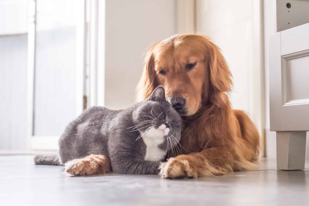 10 Canine Breeds With the Maximum Odd Friendships with Different Animals