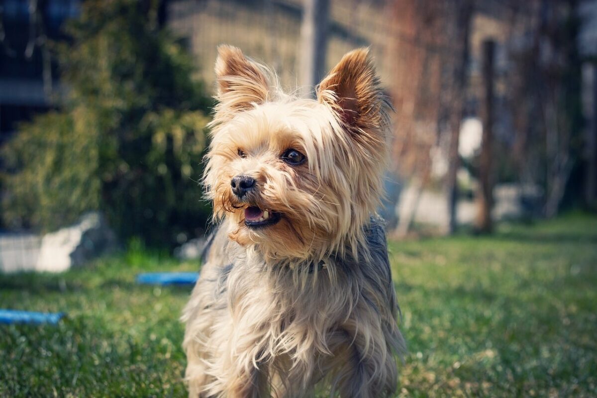 Yorkshire Terrier barking with energetic and focused expression.