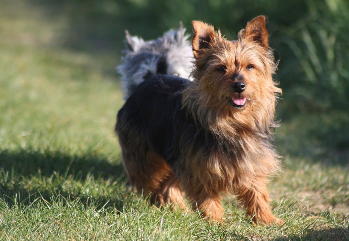 Australian Terrier