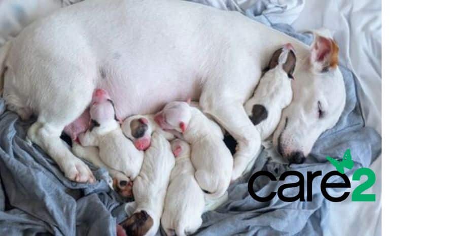 Mama And Puppies Locked In Cages for Two Weeks Without Food oregon  Water