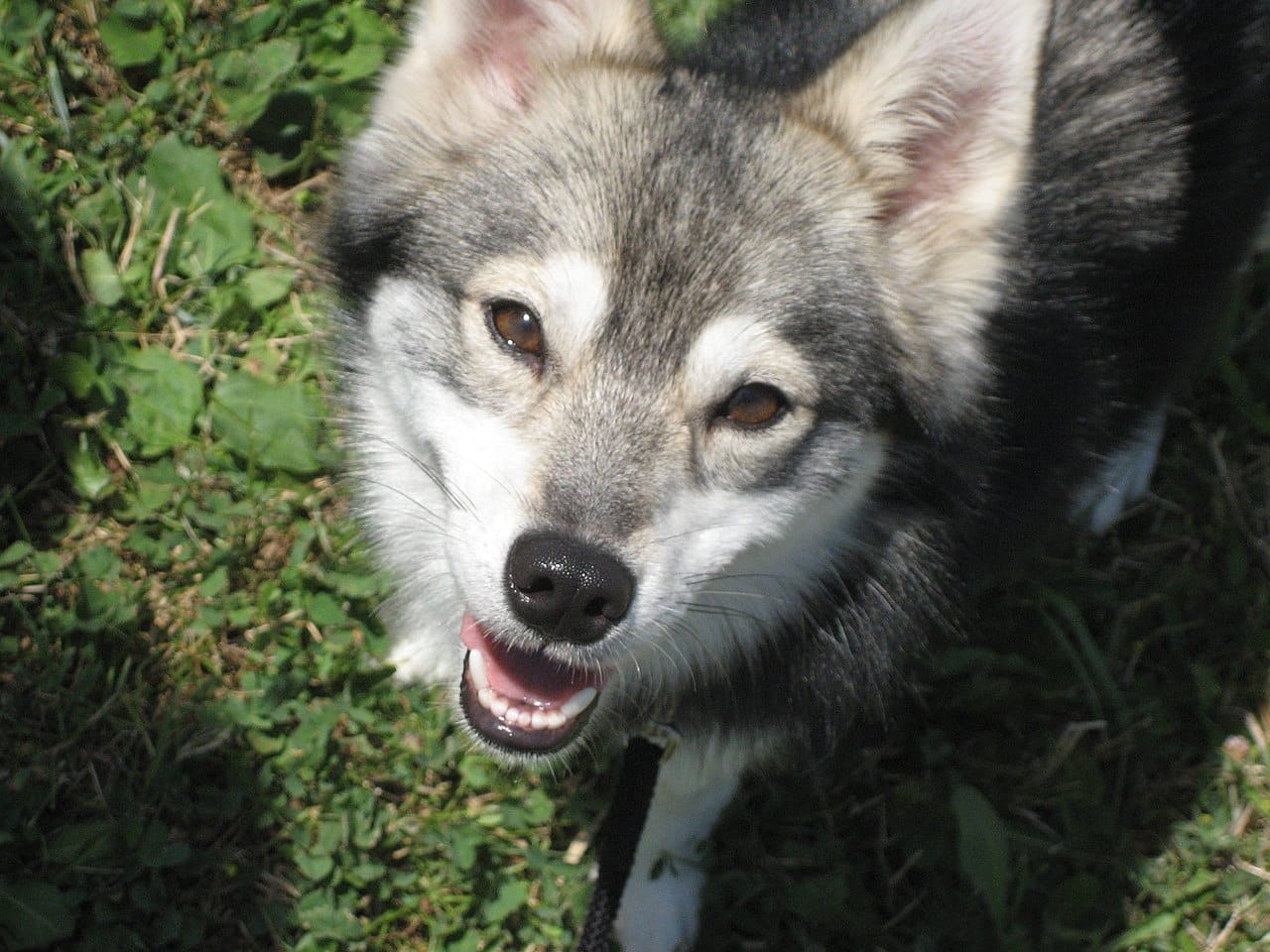 Alaskan Klee Kai