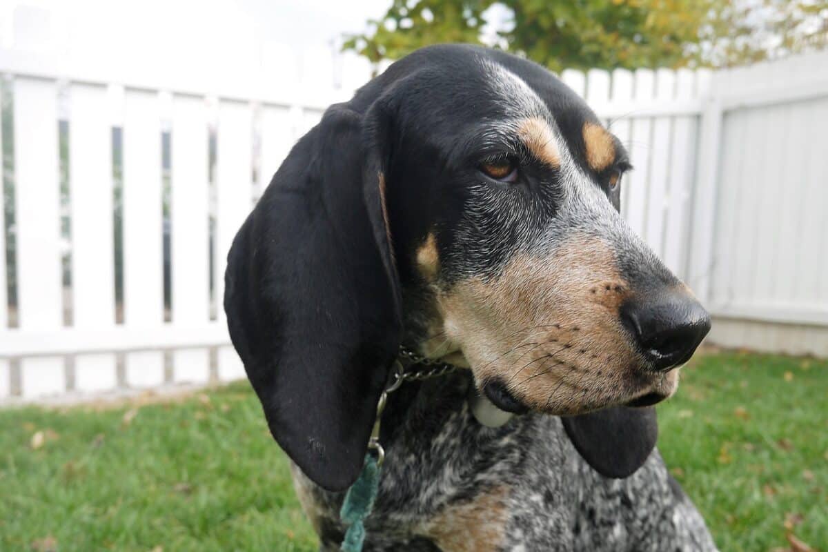 the best snout soother for your American English Coonhound