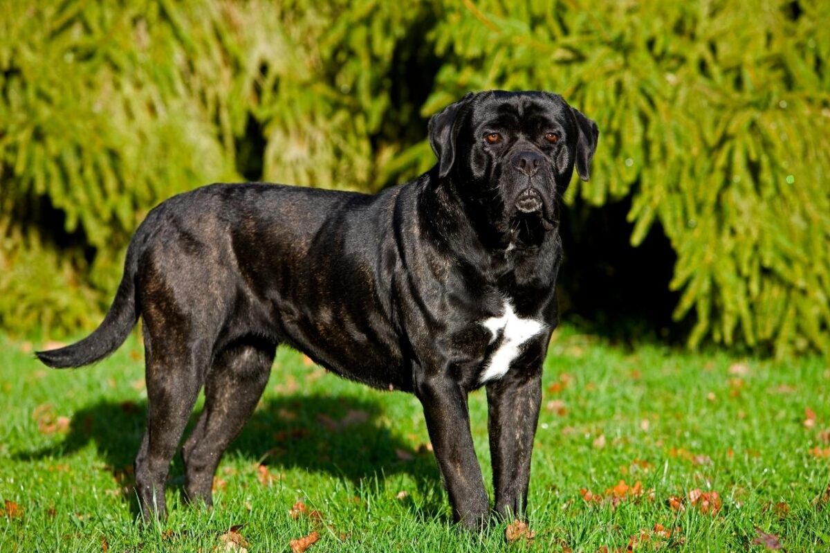 Cane Corso