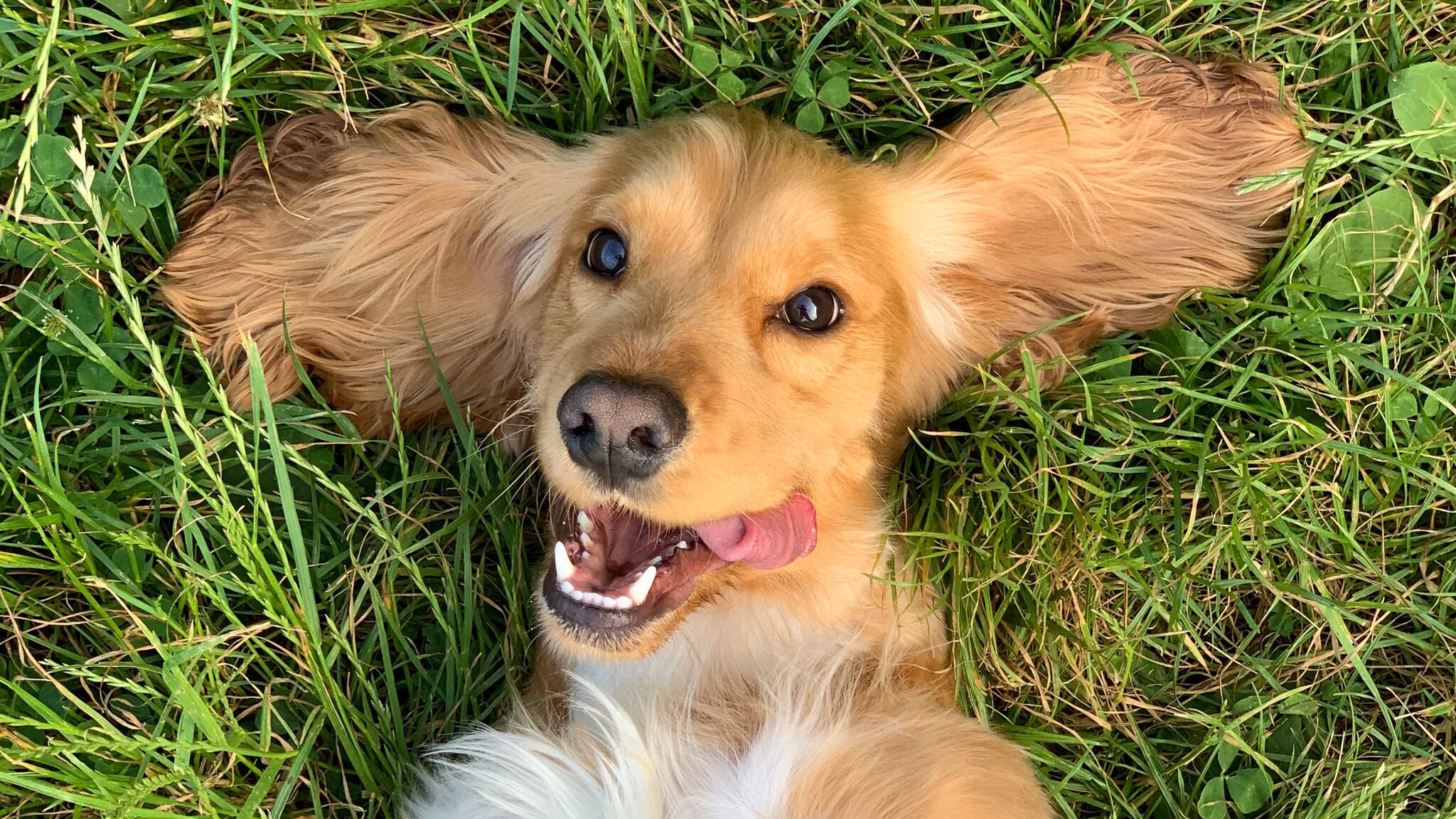 Dog rolling in grass