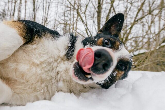 Dog rolling in snow