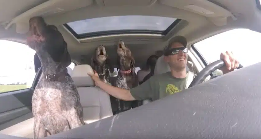 Dad Set Up A Camera To Show His 4 Giant Dogs ‘Going-Crazy’ On The Way To Their ‘Favorite’ Place