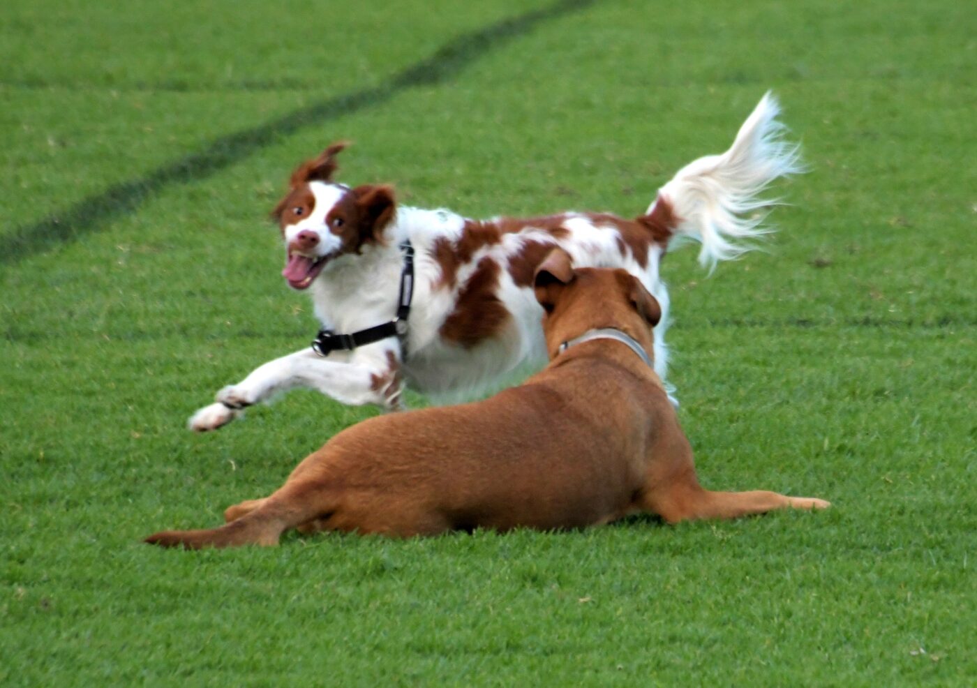 Dogs in a park