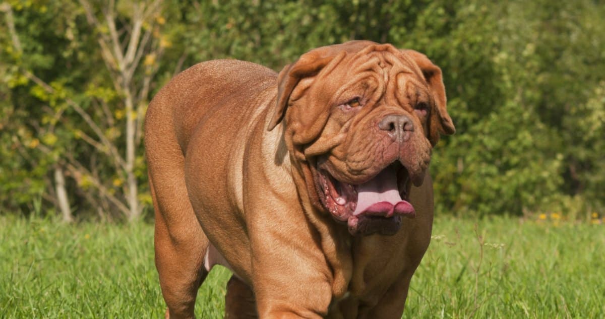 15 Canine Breeds That Might Fill a Pool With Drool