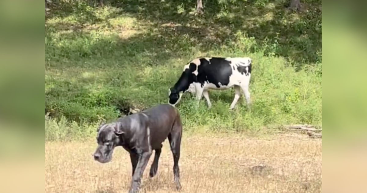 Gentle Giant Absolutely Bamboozled By Unexpected “Attack” While Outside