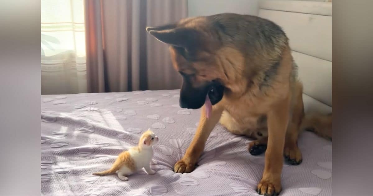 German Shepherd Reacts with Cute Confusion to Kitten’s First ‘Meow’