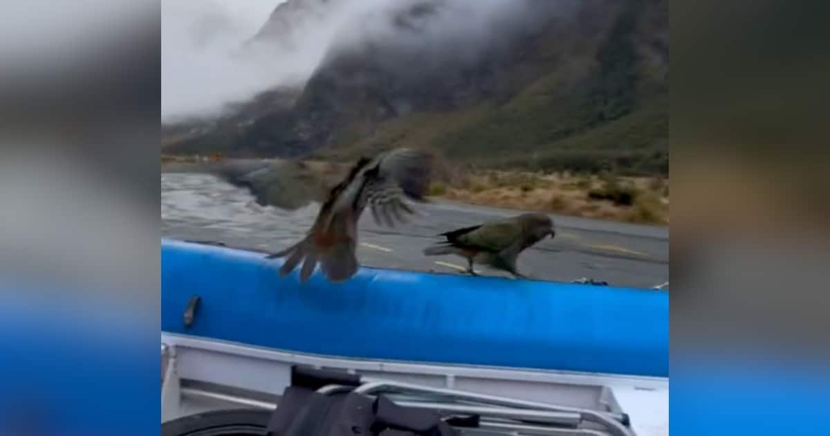 Hilarious Chaos Unfolds During Man’s Encounter with ‘Cheeky Alpine Parrots’