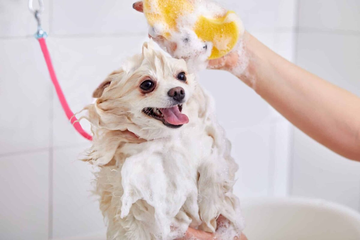 30 Tips for a Fur-tastic Home Spa Day