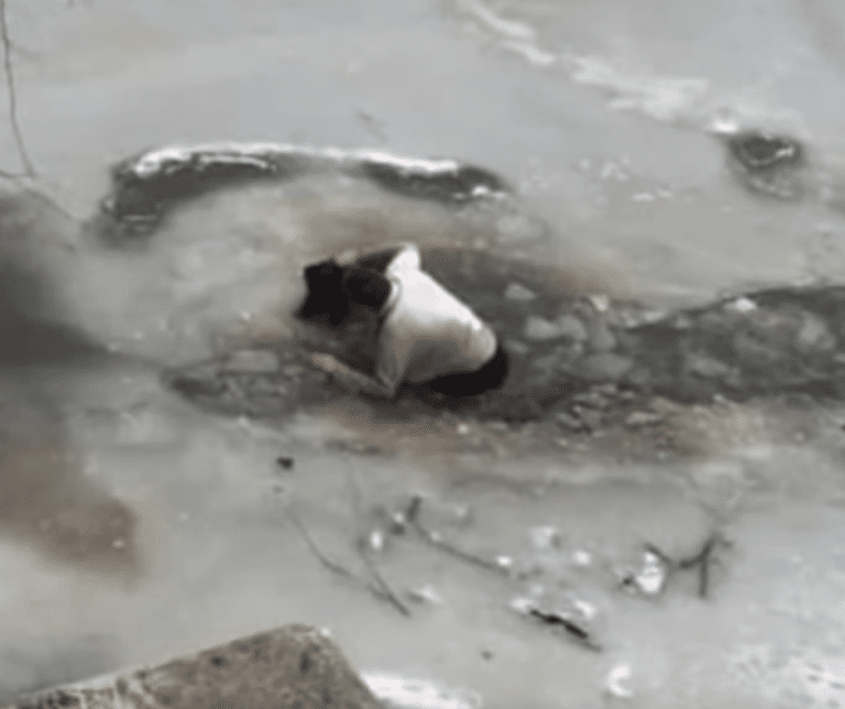 Chilling Rescue: Man Jumps into Icy Waters to Save His Dog - iHeartDogs.com