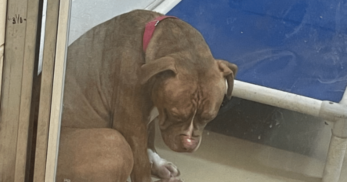 Pit Bull’s Despair Captured in Heart-Wrenching Shelter Photo