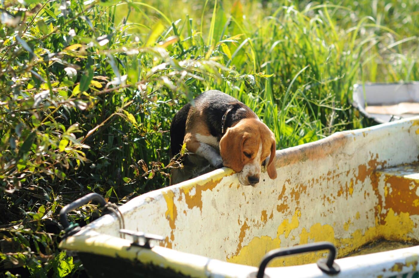 Beagle dog