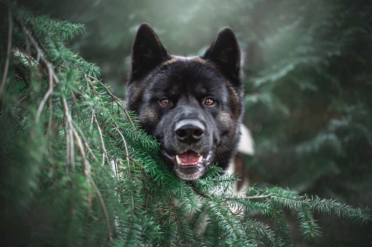 10 Things Every Akita Owner Needs in Their Home