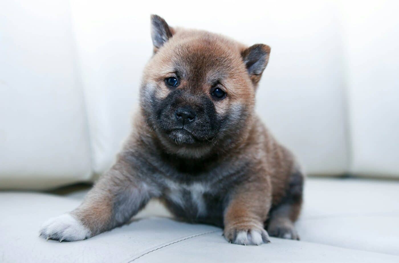 puppy in a sofa