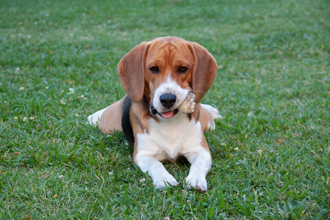 Beagle dog