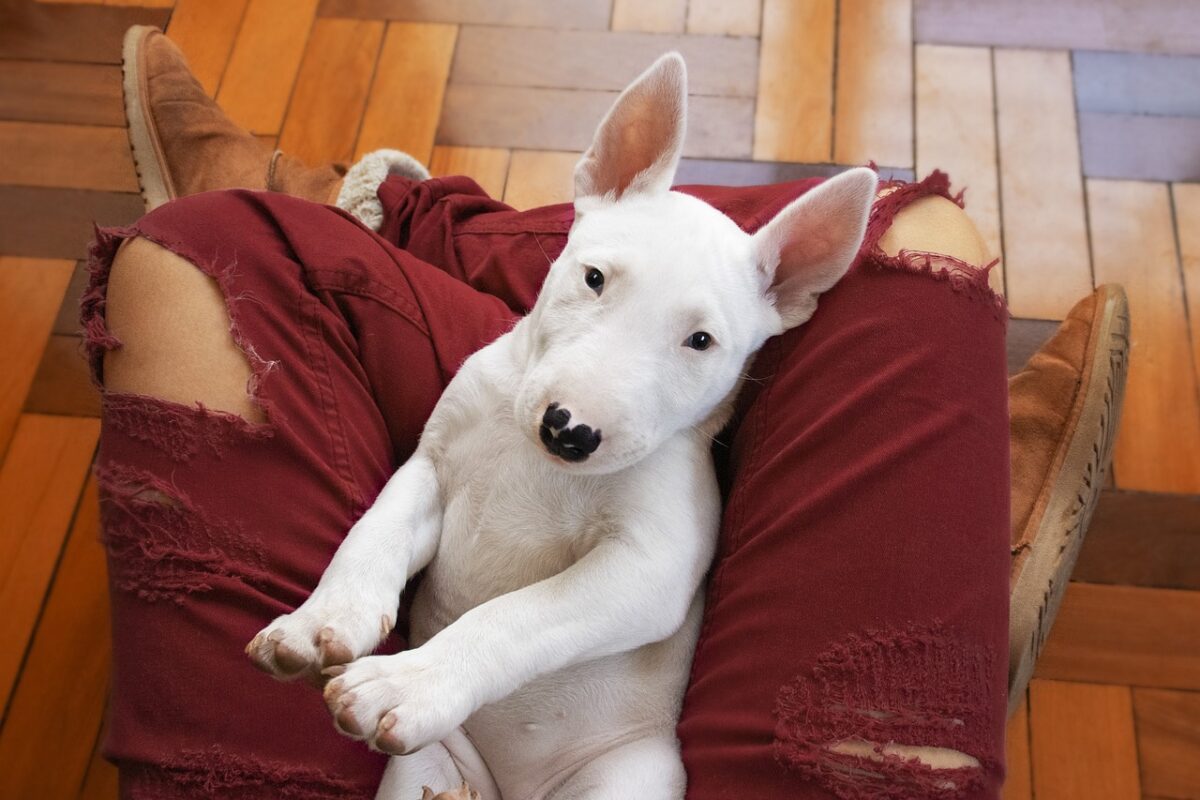 Why Bull Terriers Are Your Home’s Ultimate Defender thumbnail