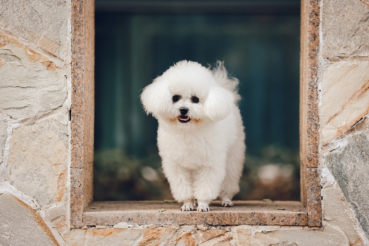 Petit Bichon dog