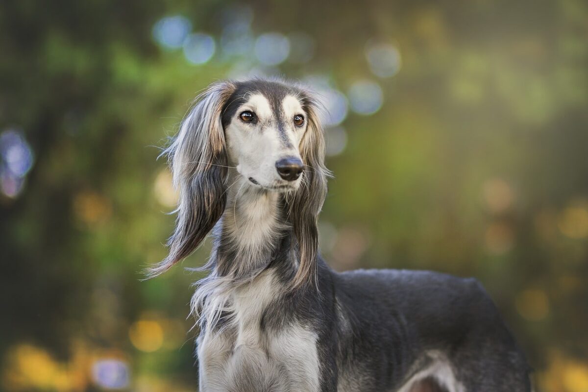 10 Things Every Greyhound Owner Needs in Their Home thumbnail