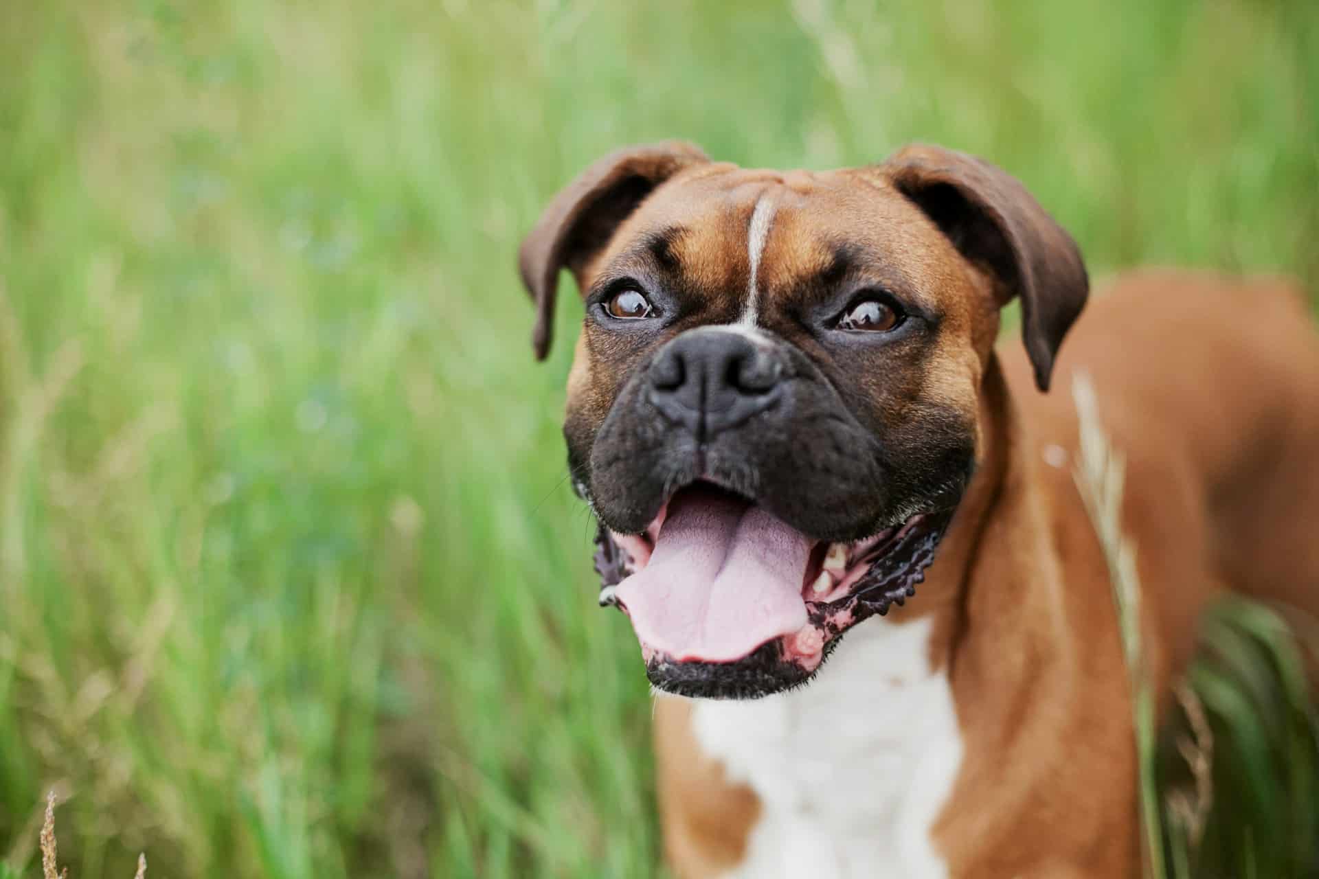 Boxer dog