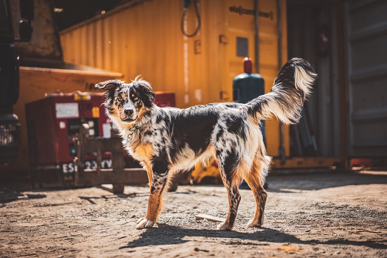 Australian Shepherd