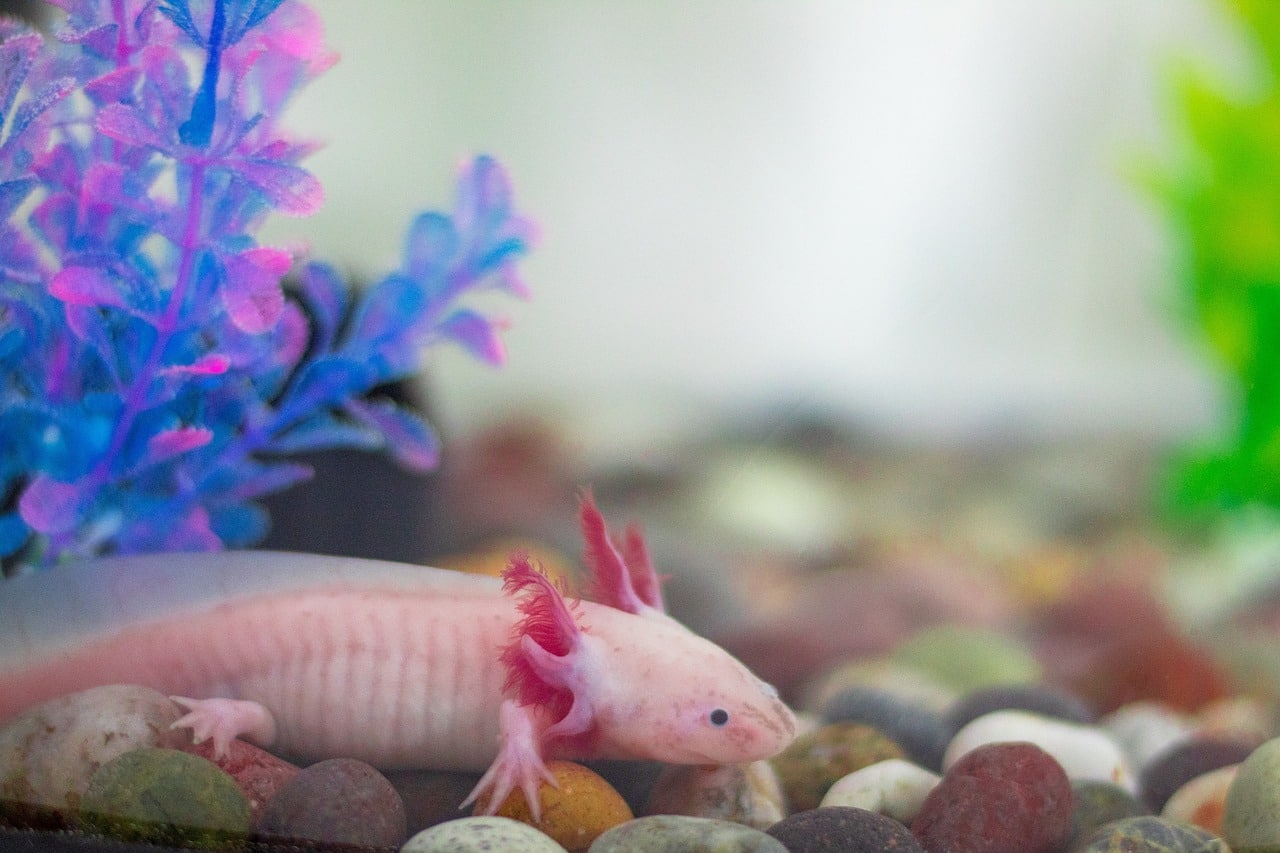 Axolotl