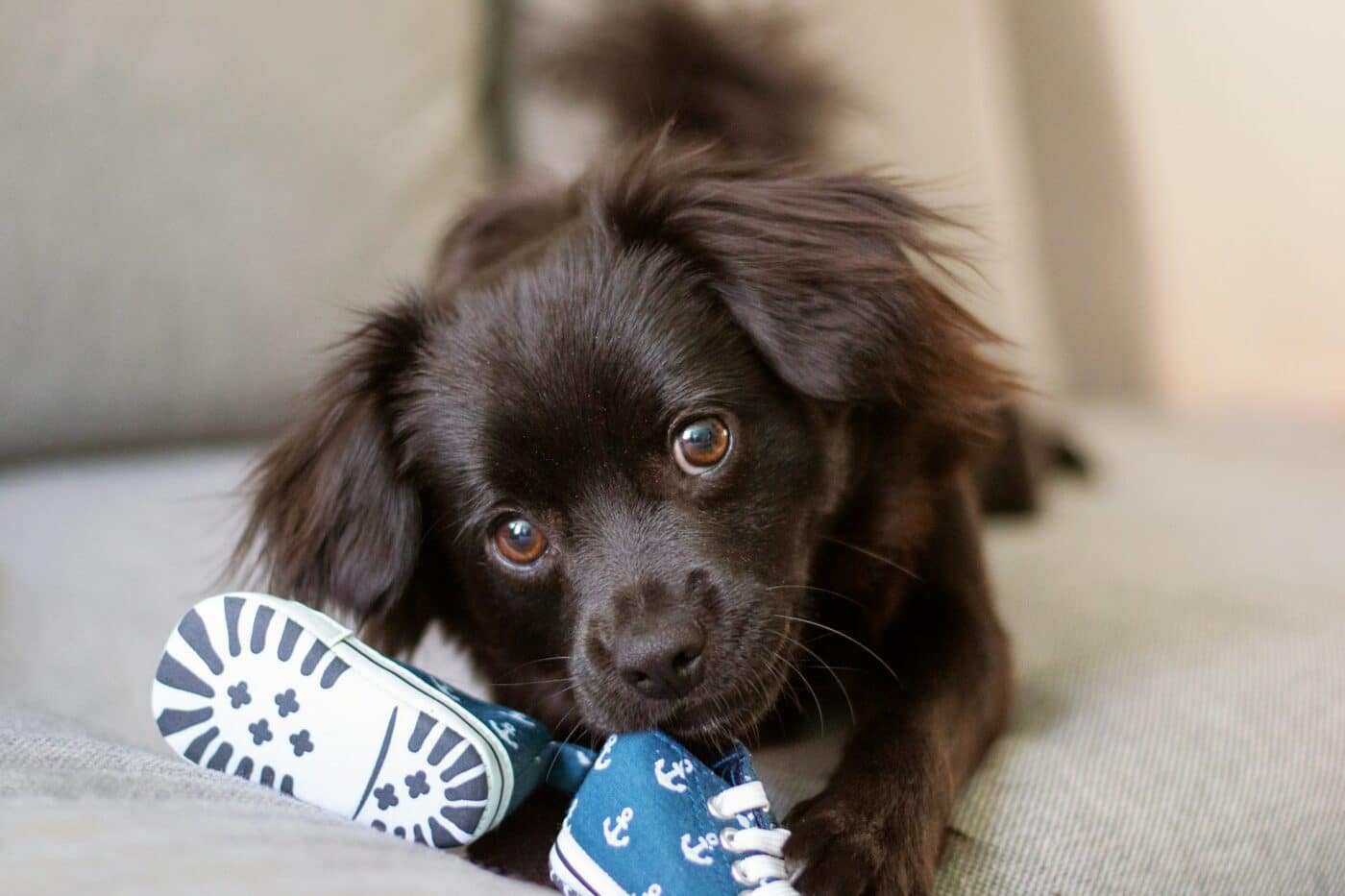 puppy playing with shoes