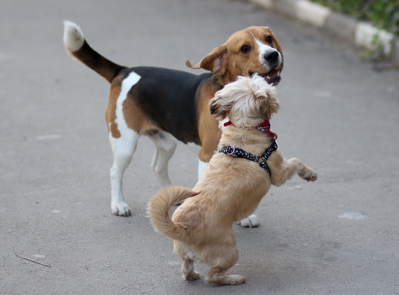 Beagle dog