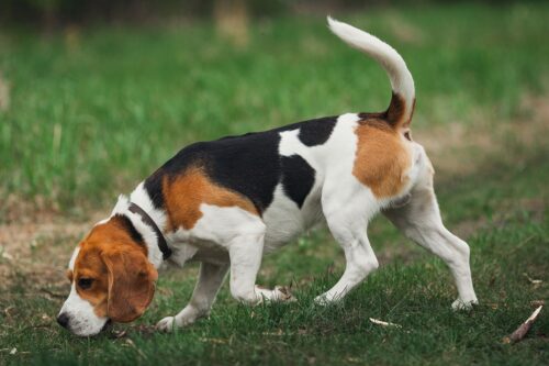 21 Dog Breeds That Love to Dig (and 7 That Hate Dirt) - iHeartDogs.com