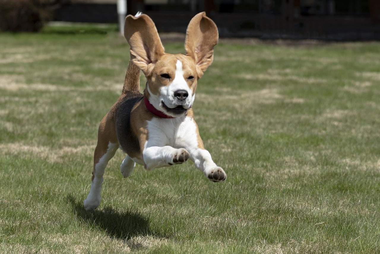 Beagle dog