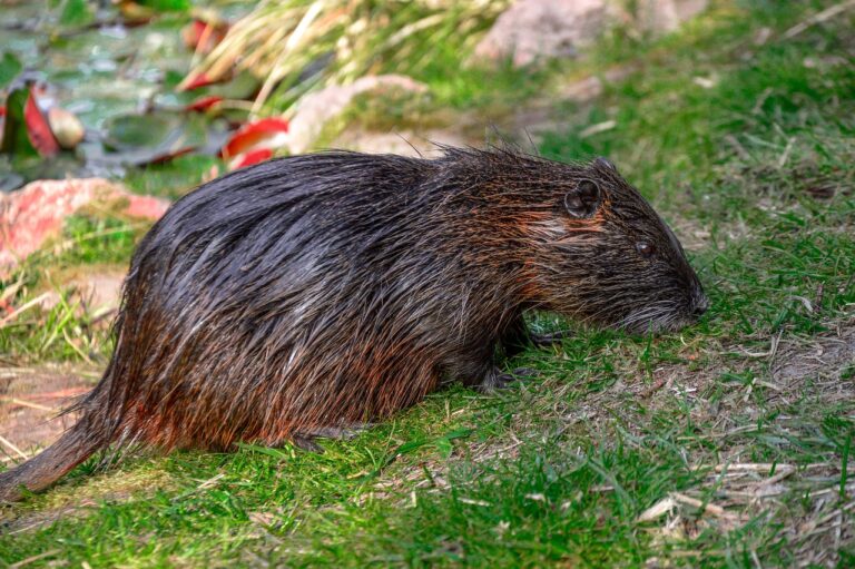 11 Amazing Animals You Can Only Find In North America - iHeartDogs.com