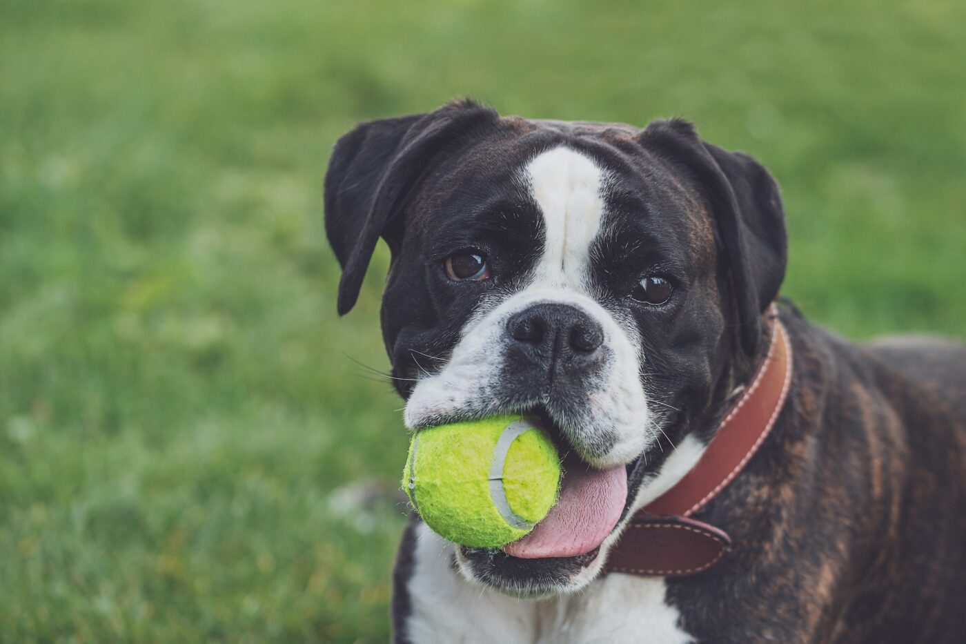 Boxer dog