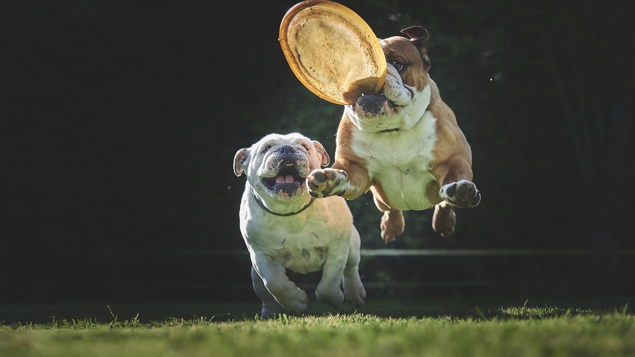 bulldogs playing with frisbee