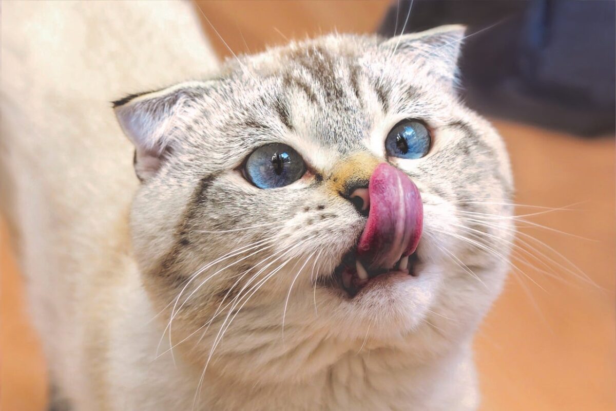 34 Cats Who Assume They’re Canines