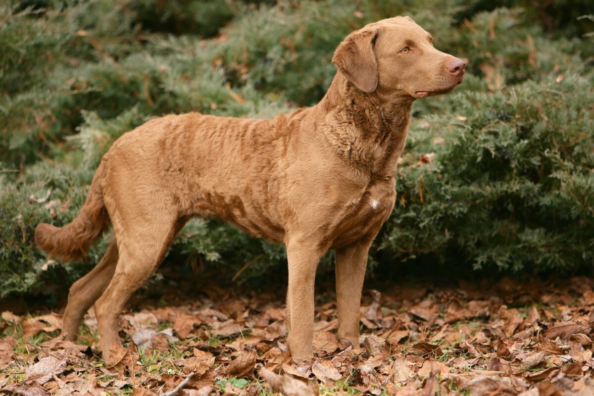 10 Things Every Chesapeake Bay Retriever Owner Needs in Their Home